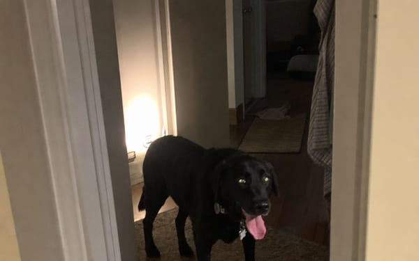 A dog panting heavily, mouth open, looking restless