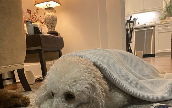 A dog resting quietly on a blanket after treatment
