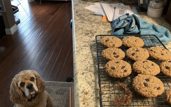 A tray of homemade chocolate brownies on a kitchen counter with a dog nearby