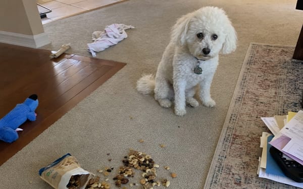 Raisins spilled from a small box onto a kitchen worktop